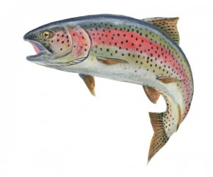 https://www.flashyfishlures.com/wp-content/uploads/2016/01/Rainbow-Blog-300x250.jpg