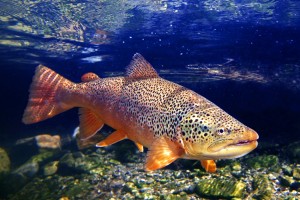 brown trout blog picture